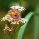 Image: Andrea Zampatti/Comedy Wildlife Photo Awards